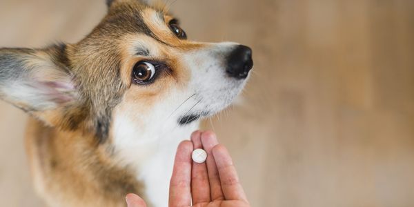 How to discount feed dog medicine